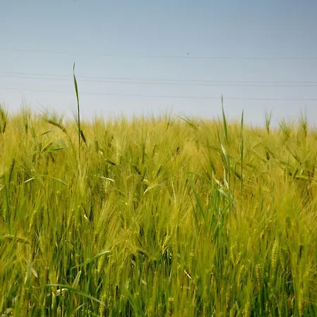Cottage In Wierre-Effroy Near Forest *